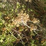 Pseudognaphalium undulatum Floro