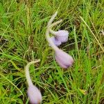 Delphinium leroyi Bloem