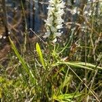 Spiranthes cernua Leaf