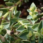 Euphorbia mesembryanthemifolia Лист