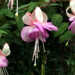 Fuchsia spp. Blomma