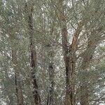 Salix alba Cortiza