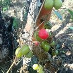 Dioscorea communis Fruit