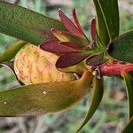 Leucadendron salignum ᱡᱚ