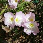 Oenothera speciosaFleur