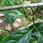 Vangueriella chlorantha Flor