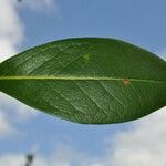 Chionanthus broomeanus Feuille