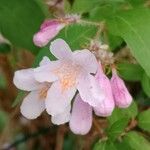 Kolkwitzia amabilis Çiçek