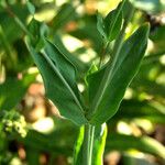 Atocion armeria Yaprak