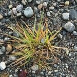 Danthonia decumbens List