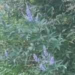 Vitex agnus-castusBloem