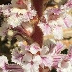 Orobanche crenata Floare