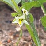 Solanum physalifolium Kwiat