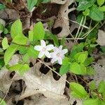 Claytonia caroliniana Floro