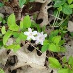 Claytonia caroliniana Flor