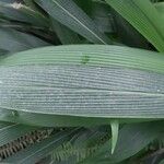 Setaria palmifolia Leaf