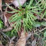 Diphasiastrum complanatum Likasa