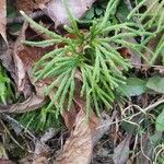 Lycopodium complanatum Feuille