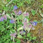 Borago officinalisFlower