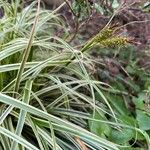 Carex morrowii 葉