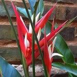 Heliconia angusta Flor