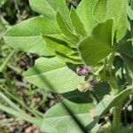 Vicia johannis Blatt