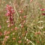 Rumex scutatus Кветка