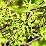 Leucopogon fasciculatus