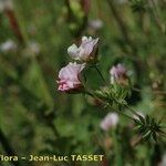Ornithopus sativus Lorea
