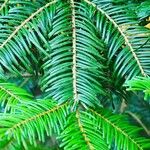 Abies grandis Leaf