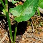 Rumex arifolius Bark