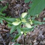 Cephalanthera damasonium Habit