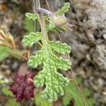 Salvia columbariae Blatt