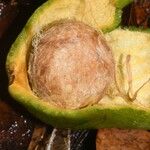 Eugenia wentii Fruit