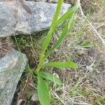 Dactylorhiza insularis Leaf