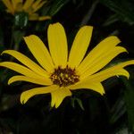 Helianthus angustifolius 花