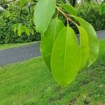 Prunus padus List