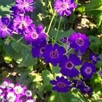 Pericallis cruenta Virág