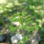 Noccaea perfoliata Fruit