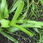 Albuca bracteata List