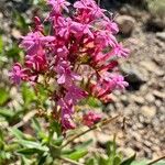 Valeriana lecoqii Blüte