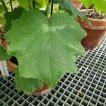 Roldana petasitis Hoja