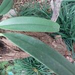 Bulbophyllum longiflorum ഇല