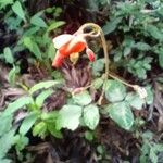 Hylodesmum repandum Λουλούδι