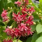 Combretum indicum Flor