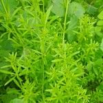 Galium spurium 其他