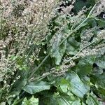 Rumex rugosus ഇല