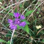 Centaurea jaceaKvět