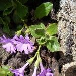 Primula hirsuta Hoja