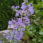 Nepeta × faassenii Floare